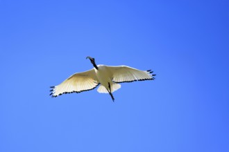 Pharaoh ibis (Threskiornis aethiopicus), adult, flying, Table Mountain National Park, Western Cape,