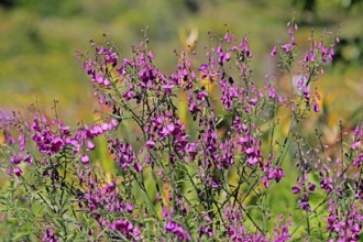 Polygala virgata, Purpurginster, flower, flowering, shrub, Kirstenbosch Botanical Gardens, Cape