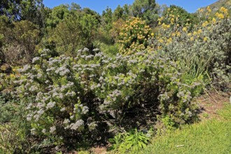 Serruria fucifolia, flowers, flowering, bush, fynbos, Kirstenbosch Botanical Gardens, Cape Town,