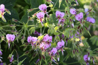Pelargonium reniforme, Cape Pelargonium, flower, flowering, medicinal plant, Kirstenbosch Botanical