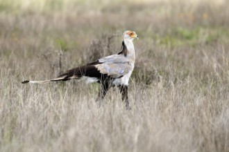 Secretary (Sagittarius serpentarius), adult, foraging, alert, Mountain Zebra National Park, Eastern