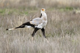 Secretary (Sagittarius serpentarius), adult, running, foraging, alert, Mountain Zebra National