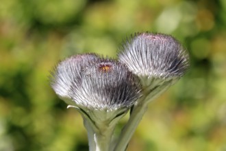 Oldenburgia grandis, flower, flowering, shrub, Kirstenbosch Botanical Gardens, Cape Town, South