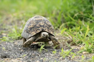 Panther tortoise (Stigmochelys pardalis), adult, running, foraging, Kruger, Kruger National Park,