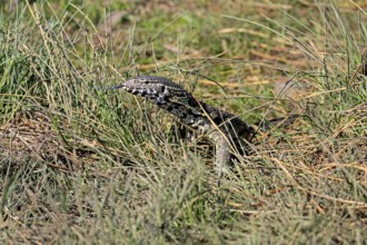 Nile monitor lizard (Varanus niloticus), adult, foraging, tongues, Kruger, Kruger National Park,