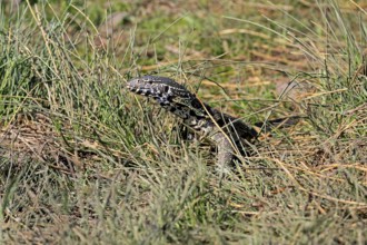 Nile monitor lizard (Varanus niloticus), adult, foraging, Kruger, Kruger National Park, South