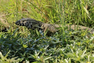 Nile monitor lizard (Varanus niloticus), adult, portrait, foraging, Kruger, Kruger National Park,