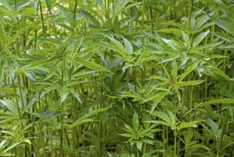 Industrial hemp field (Cannabis sativa) grown for paper, rope, textiles, clothing, biodegradable