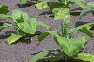 Aztec tobacco, strong tobacco (Nicotiana rustica) plants on field in late spring, early summer,