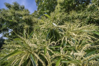 Sweet chestnut, Spanish chestnut, European chestnut (Castanea sativa) close-up of long yellow