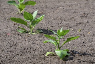 Cultivated tobacco, common tobacco (Nicotiana tabacum) plant on field in late spring, early summer,