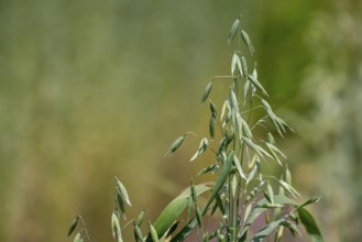 Common oat (Avena sativa), close-up of spikelets, cereal grain used for human consumption and as