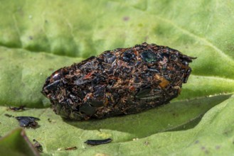 Close-up of shrike (Lanius spec.) pellet containing regurgitated undigested remains of insect legs