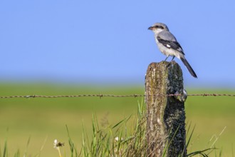 Great grey shrike (Lanius excubitor) juvenile perched on weathered wooden fence post with barbed