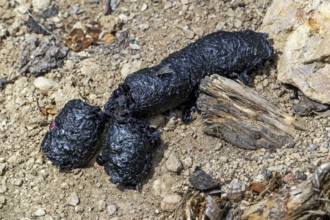 Close-up of black coloured droppings, faeces, poo from red fox (Vulpes vulpes) full of insects and