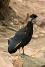 Ruffed Guinea Fowl (Guttera pucherani), adult, on the ground, alert, foraging, Kruger, Kruger