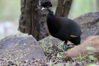 Ruffed Guinea Fowl (Guttera pucherani), adult, on the ground, alert, foraging, Kruger, Kruger