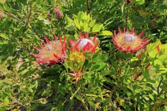 King Protea (Protea cynaroides), flower, flowering, flower, in spring, Kirstenbosch Botanical