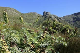 Kirstenbosch Botanical Garden, landscape, lush vegetation, in spring, flowers, blooming, blossoms,
