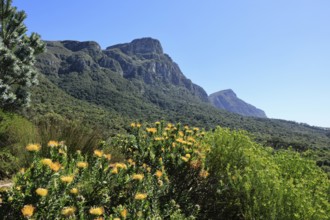 Kirstenbosch Botanical Garden, landscape, lush vegetation, in spring, flowers, blooming, blossoms,