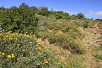 Karoo Desert National Botanical Garden, landscape, in spring, semi-desert, blooming, Worcester,
