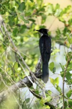 Cape Cuckoo (Clamator levaillantii), adult, on tree, alert, Kruger, Kruger National Park, South