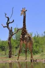 Cape giraffe (Giraffa camelopardalis giraffa), adult, water, Kruger, Kruger National Park, South