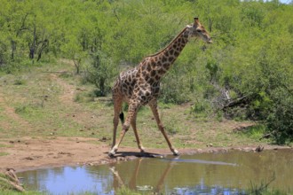 Cape giraffe (Giraffa camelopardalis giraffa), adult, water, Kruger, Kruger National Park, South