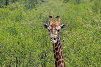 Cape giraffe (Giraffa camelopardalis giraffa), adult, portrait, alert, Kruger, Kruger National