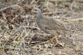 Natal Francolin (Pternistis natalensis), adult, foraging, on the ground, Kruger, Kruger National