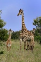 Cape giraffe, (Giraffa camelopardalis giraffa), adult, juvenile, group, Kruger, Kruger National
