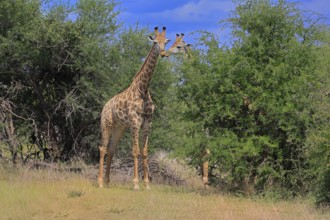 Cape giraffe, (Giraffa camelopardalis giraffa), adult, pair, Kruger, Kruger National Park, South