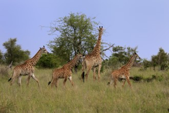 Cape giraffe, (Giraffa camelopardalis giraffa), adult, juvenile, group, running, Kruger, Kruger