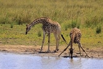 Cape giraffe (Giraffa camelopardalis giraffa), adult, two, water, drinking, Kruger, Kruger National