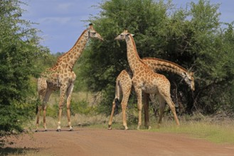 Cape giraffe, (Giraffa camelopardalis giraffa), adult, group, foraging, Kruger, Kruger National