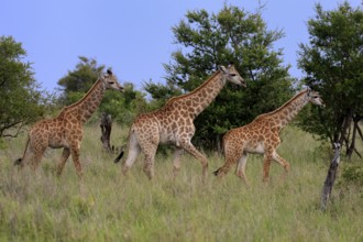 Cape giraffe, (Giraffa camelopardalis giraffa), young animals, group, running, Kruger, Kruger