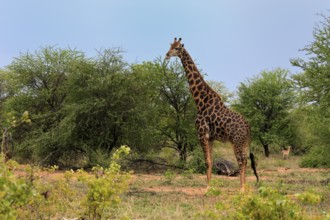 Cape giraffe, (Giraffa camelopardalis giraffa), adult, feeding, Kruger, Kruger National Park, South