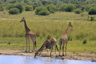 Cape giraffe (Giraffa camelopardalis giraffa), adult, three, water, drinking, Kruger, Kruger