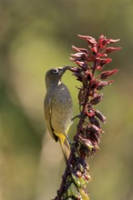 Cape Bulbul (Pycnonotus capensis), adult, on flower, foraging, Kirstenbosch Botanic Gardens, Cape