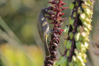 Cape Bulbul (Pycnonotus capensis), adult, on flower, foraging, Kirstenbosch Botanic Gardens, Cape