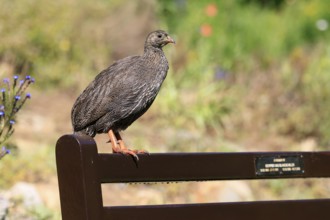 Cape Francolin (Pternistis capensis), adult, on park bench, Kirstenbosch Botanical Gardens, Cape