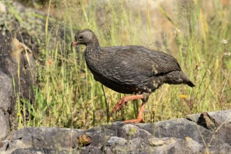 Cape Francolin (Pternistis capensis), adult, running, foraging, Kirstenbosch Botanical Gardens,