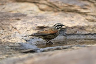 Cape Bunting (Emberiza capensis), adult, at the water's edge, Mountain Zebra National Park, Eastern