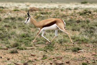 Cape springbok (Antidorcas marsupialis), adult, male, running, foraging, Mountain Zebra National