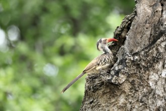 Mopanetoko (Tockus rufirostris), Southern Red-billed Hornbill, adult, on tree, alert, at breeding