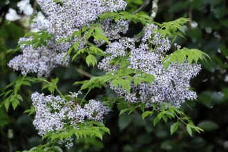 Cedrach tree (Melia azedarach), flower, in bloom, Kirstenbosch Botanical Gardens, Cape Town, South
