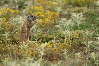 Cape bristle-thighed squirrel (Xerus inauris), adult, alert, standing upright, feeding, flower