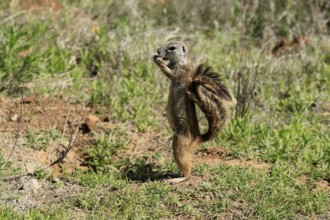 Cape bristle-thighed squirrel (Xerus inauris), adult, alert, standing upright, feeding, Mountain