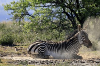 Cape Mountain Zebra (Equus zebra zebra), adult, sand bath, grooming, Mountain Zebra National Park,