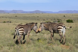 Cape Mountain Zebra (Equus zebra zebra), adult, two, social behaviour, Mountain Zebra National